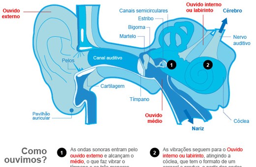 ouvido